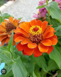 Dwarf Zinnia Seeds - 50+ Profusion Orange - Zinnia elegans