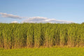Switchgrass Seeds for Planting - Fast Growing Hardy Prairie Grass, Panicum virgatum - Ideal for Bio Fuel and Erosion Control
