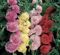 Hollyhock Seeds - Summer Carnival Mix - 25+ Non-GMO Seeds - Alcea rosea - Free Shipping