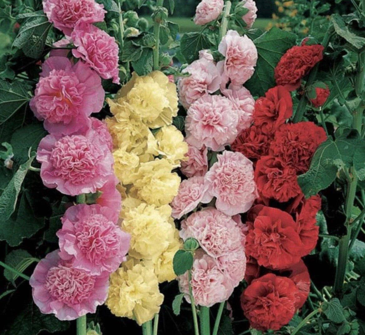 Hollyhock Seeds - Summer Carnival Mix - 25+ Non-GMO Seeds - Alcea rosea - Free Shipping