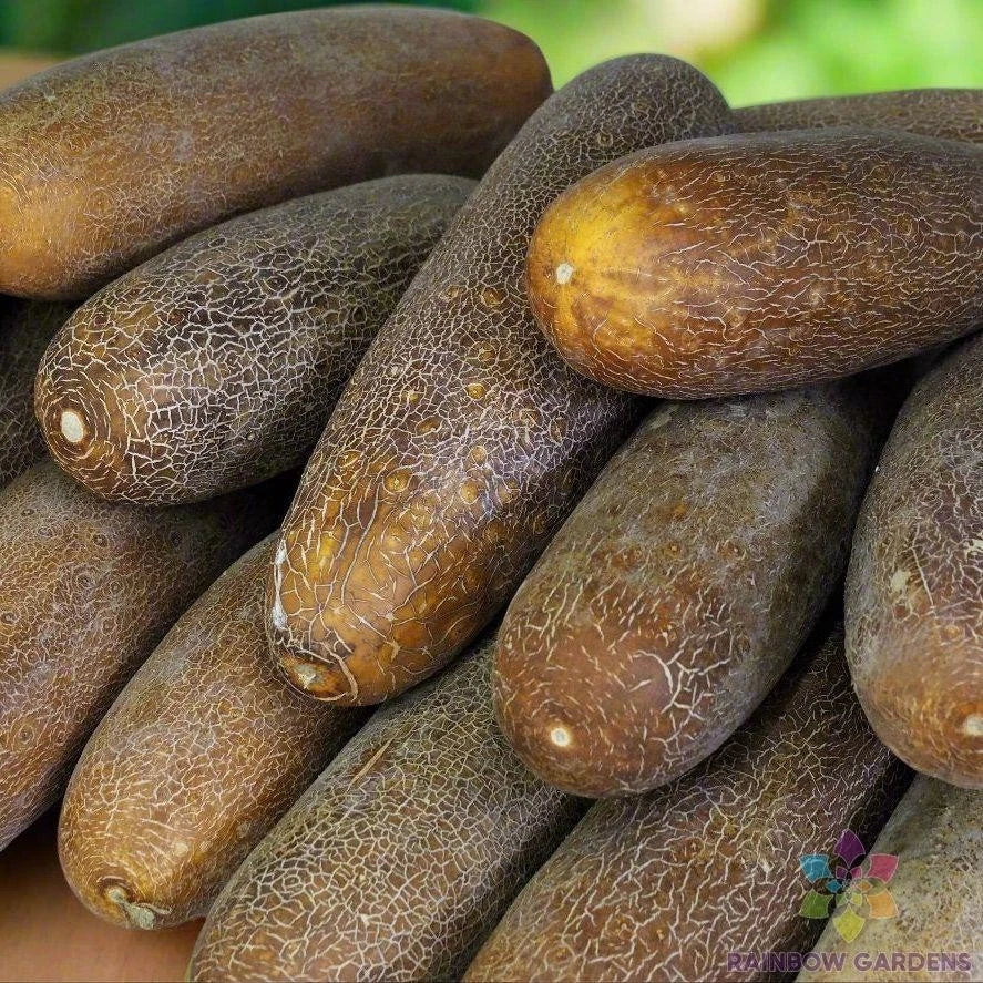 Brown Russian Cucumber Seeds - 25+ Pack for Garden Planting - Cucumis sativus - USA Grown, Free Shipping
