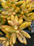 Rare Succulent Cutting - 2-Inch Sedum Orange Delight - Yellow Live Plant - Unrooted