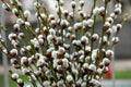 Pussy Willow Cuttings - 10 Unrooted Fuzzy White Blooming Cuttings - Salix discolor