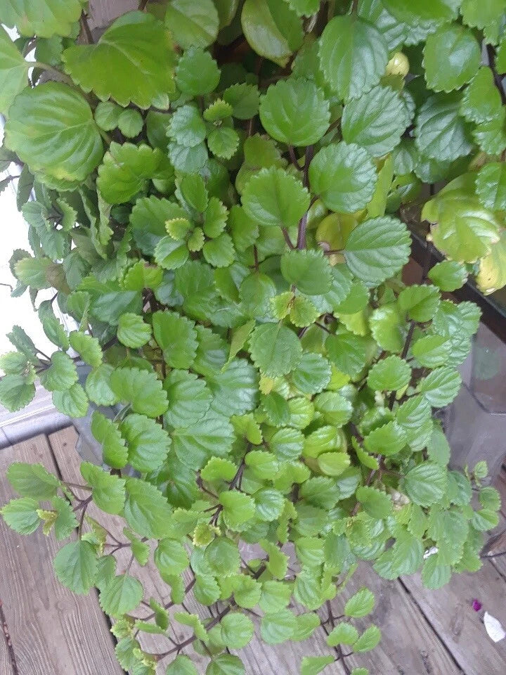 Swedish Ivy Cuttings (5) - Organic Esquejes De Millonaria - Fast Growing Indoor Hanging Plant - Plectranthus verticillatus