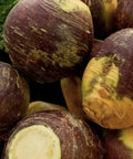 Rutabaga Seeds 2,000 Count American Purple Top Non-GMO Brassica napus