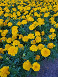 Dwarf Marigold Seed Mix - 100 Gypsy Sunshine & Gypsy Sunrise Organic Seeds - USA Grown