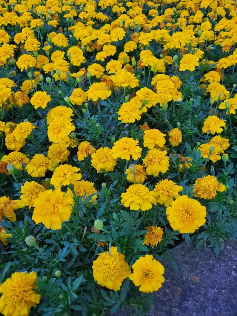 Dwarf Marigold Seed Mix - 100 Gypsy Sunshine & Gypsy Sunrise Organic Seeds - USA Grown