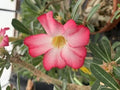 Desert Rose Flower Seeds - 5 pcs Adenium obesum "PEONY" Bonsai Seeds for Planting