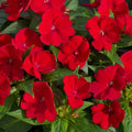 Impatiens 500 Seeds Royal Red Sun & Shade Busy Lizzy Impatiens Walleriana