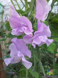 Misty Mountain Sweet Pea Seeds - 50+ Pack for Garden Planting - Lathyrus odoratus - USA