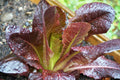 Cimmaron Romaine Seeds - NON-GMO Heirloom, 850+ Seeds, Organic Lettuce for Home Gardening, Lactuca sativa