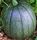 Tatume Squash Seeds - 10 Non-GMO Seeds - Heirloom Variety - Cucurbita pepo