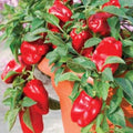 Organic Redskin Sweet Bell Pepper Seeds - 20 Pack - USA Grown - Non-GMO - Capsicum annuum