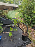 Giant Variegated Golden Pothos Plant - Large Climbing Trunk - Epipremnum aureum - Not Monstera