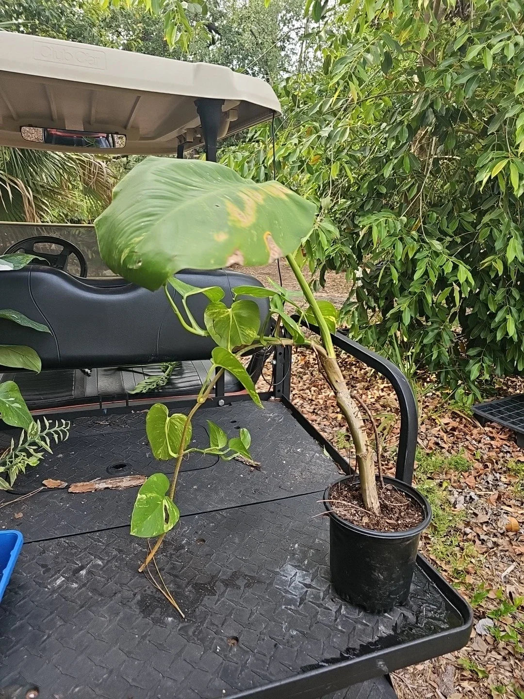 Giant Variegated Golden Pothos Plant - Large Climbing Trunk - Epipremnum aureum - Not Monstera