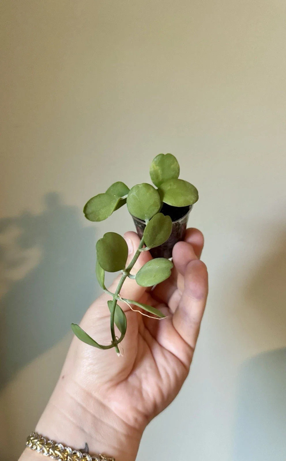 Dischidia Geri Cutting - Lightly Rooted Dischidia Variety - Indoor Plant Cutting - Easy Care Houseplant