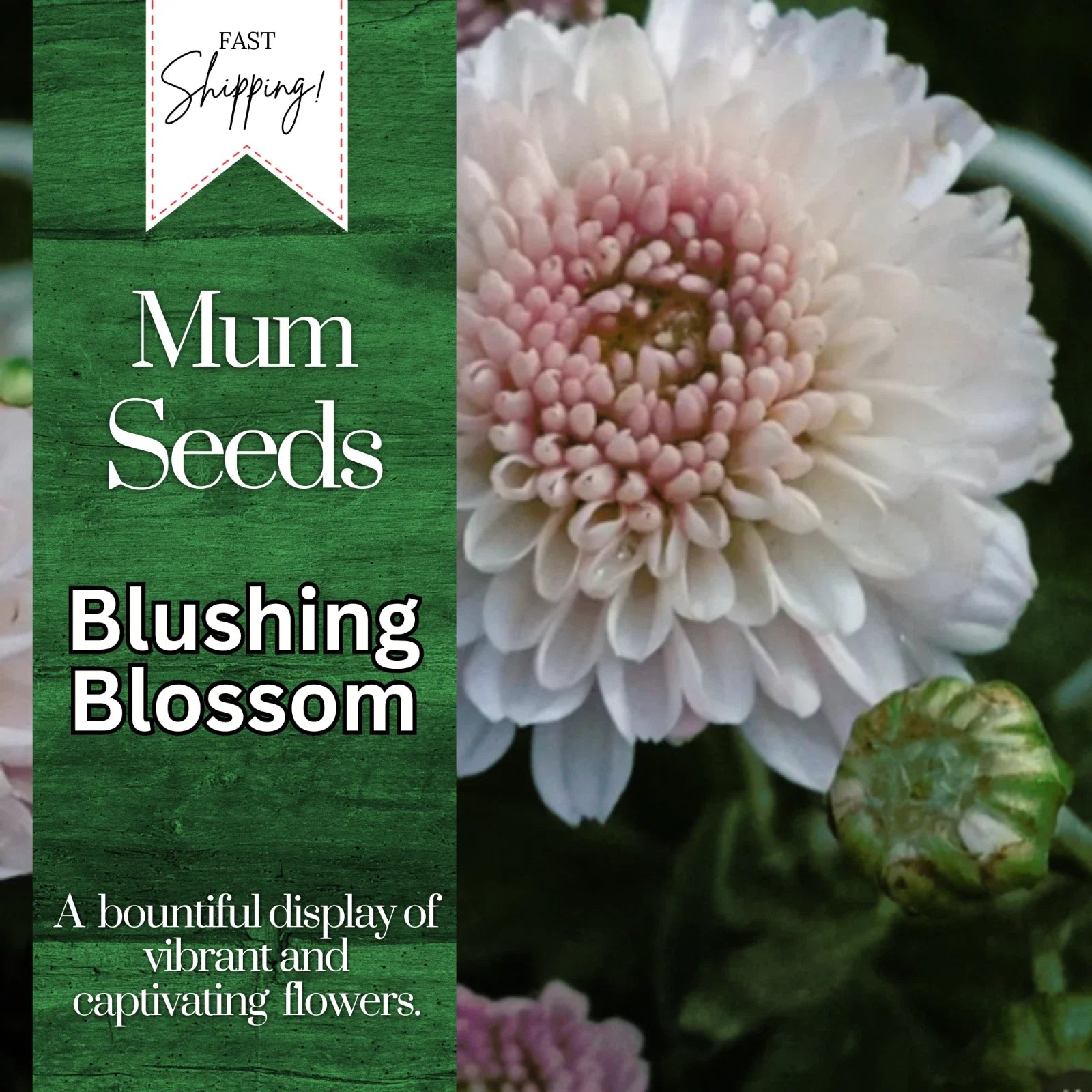 Chrysanthemum Seeds - Blushing Blossom Variety - 200+ Flower Seeds - Mum Flower Seeds - Perfect for Garden Planting