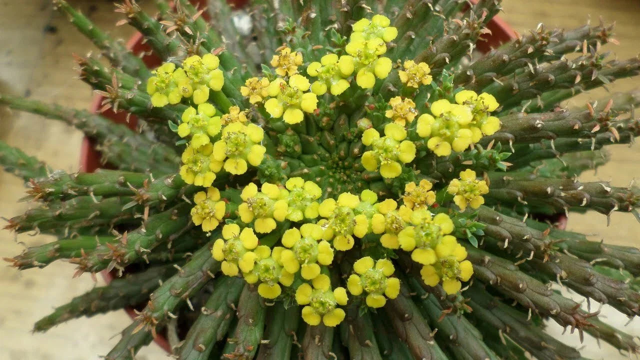 Euphorbia 'Caput-Medusae' Cutting - 6"-7" with Multiple Side Branches - Unusual Succulent Plant