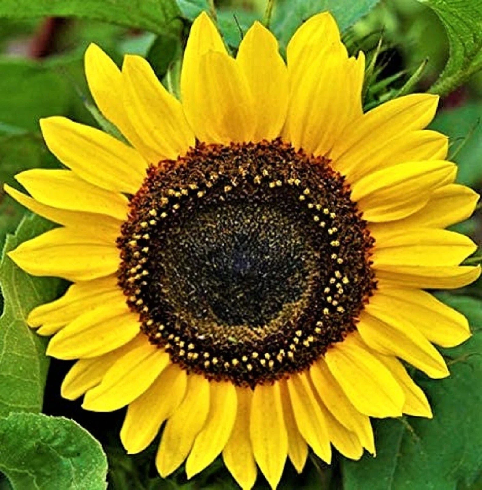 Domino Sunflower Seeds - 50+ Non-GMO Seeds - Bright Yellow Blooms - Helianthus annuus