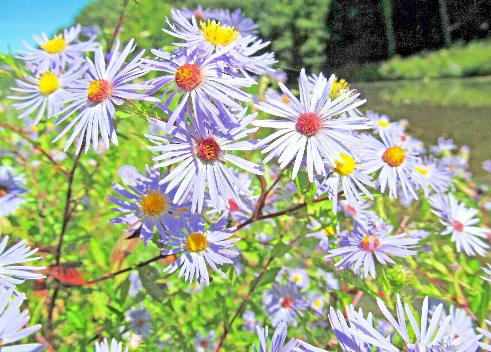 Swamp Aster Seeds - 101+ Perennial Native Wildflower for Summer Fall Gardens - Aster puniceus