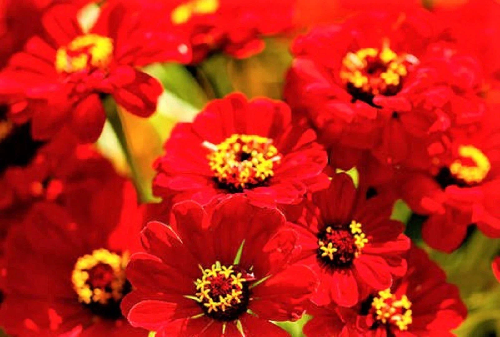 Zinnia Seeds Scarlet Flame - Non-GMO 100+ Seeds - Bright Red Flowers (Zinnia elegans)