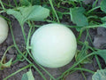 Honeydew Melon Seeds - Heirloom Variety - Cucumis melo - Non-GMO Organic Gardening Seeds for Home Planting