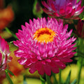 Purple Red Strawflower Seeds | Non-GMO | Dried Flower Variety | Helichrysum bracteatum | Bulk Seed Pack