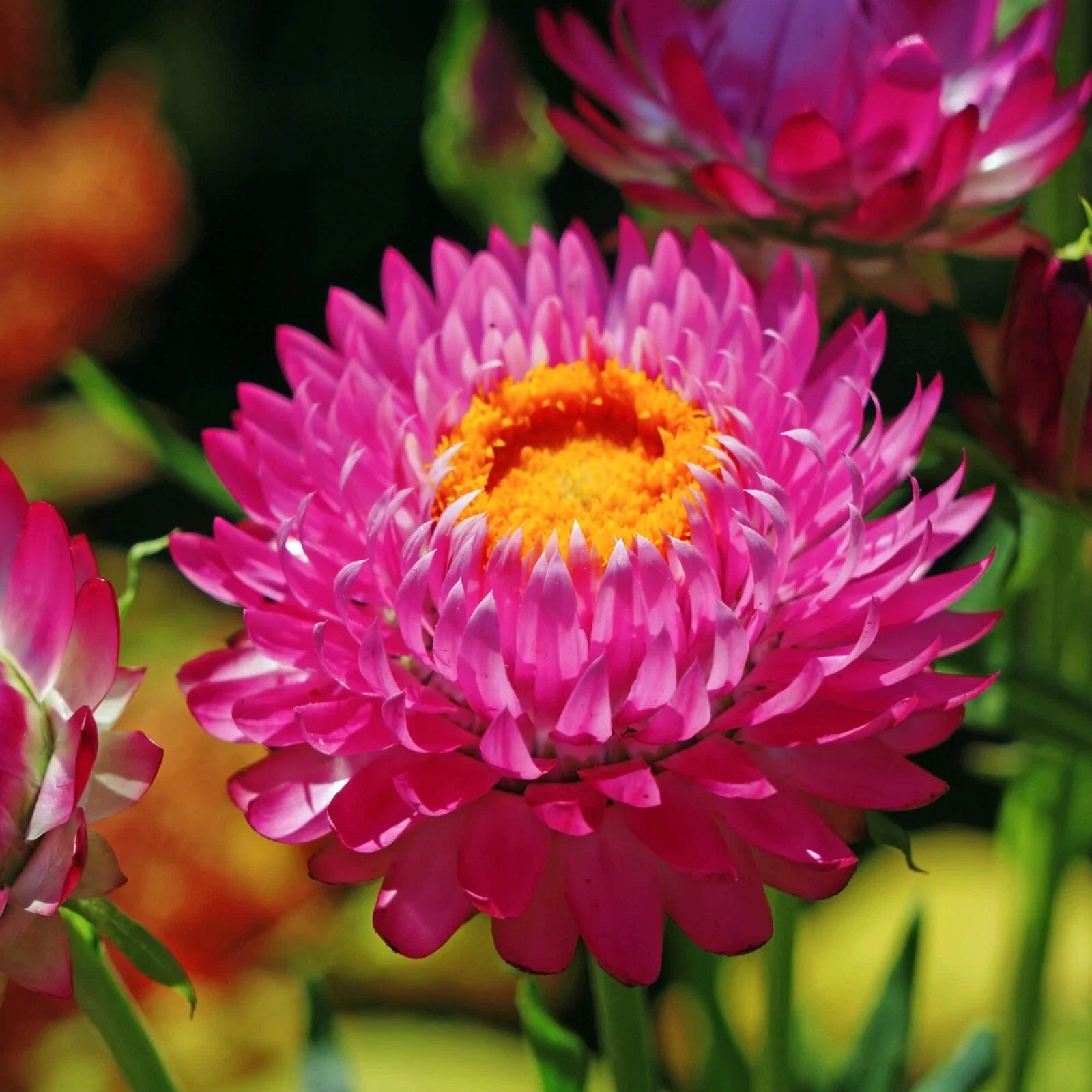 Purple Red Strawflower Seeds | Non-GMO | Dried Flower Variety | Helichrysum bracteatum | Bulk Seed Pack