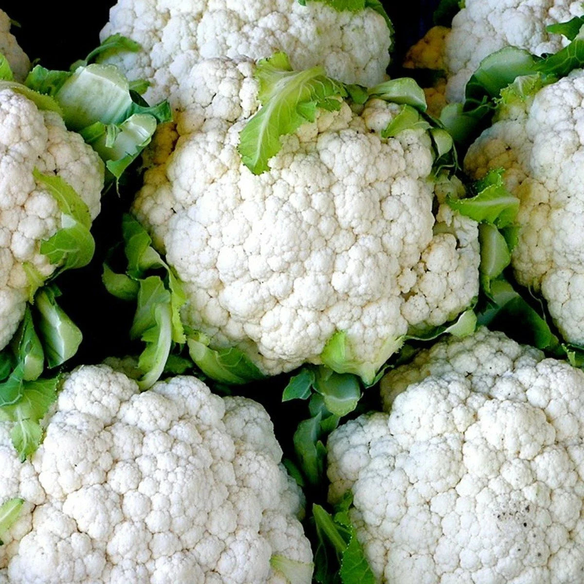 Organic Heirloom Snowball Cauliflower Seeds - 301+ Seeds for Vegetable Garden & Container Growing - Brassica oleracea