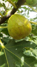 Live Fig Tree Cuttings 5pcs - Healthy Sweet Varieties - Delicious Hardy Ficus Carica