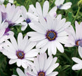 White Cape Daisy Seeds - 200+ Premium Seeds for Garden Planting - Dimorphotheca ecklonis - USA