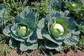 600+ Cabbage Seeds - Brunswick Heirloom - Non-GMO - Fresh Cabbage Seeds (Brassica oleracea)