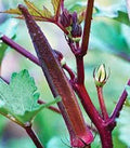 Okra Seeds, 100 Count, Red Burgundy Heirloom, Non-GMO, Garden Okra Seed, Abelmoschus esculentus
