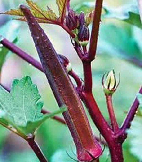 Okra Seeds, 100 Count, Red Burgundy Heirloom, Non-GMO, Garden Okra Seed, Abelmoschus esculentus
