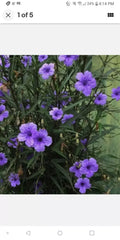 Mexican Petunia Live Plant, 8 oz Pot, Well-Rooted Perennial, Ruellia brittoniana