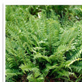 Polystichum Acrostichoides Fern | 20 Bare Root Evergreen Perennial Plant | Christmas Fern
