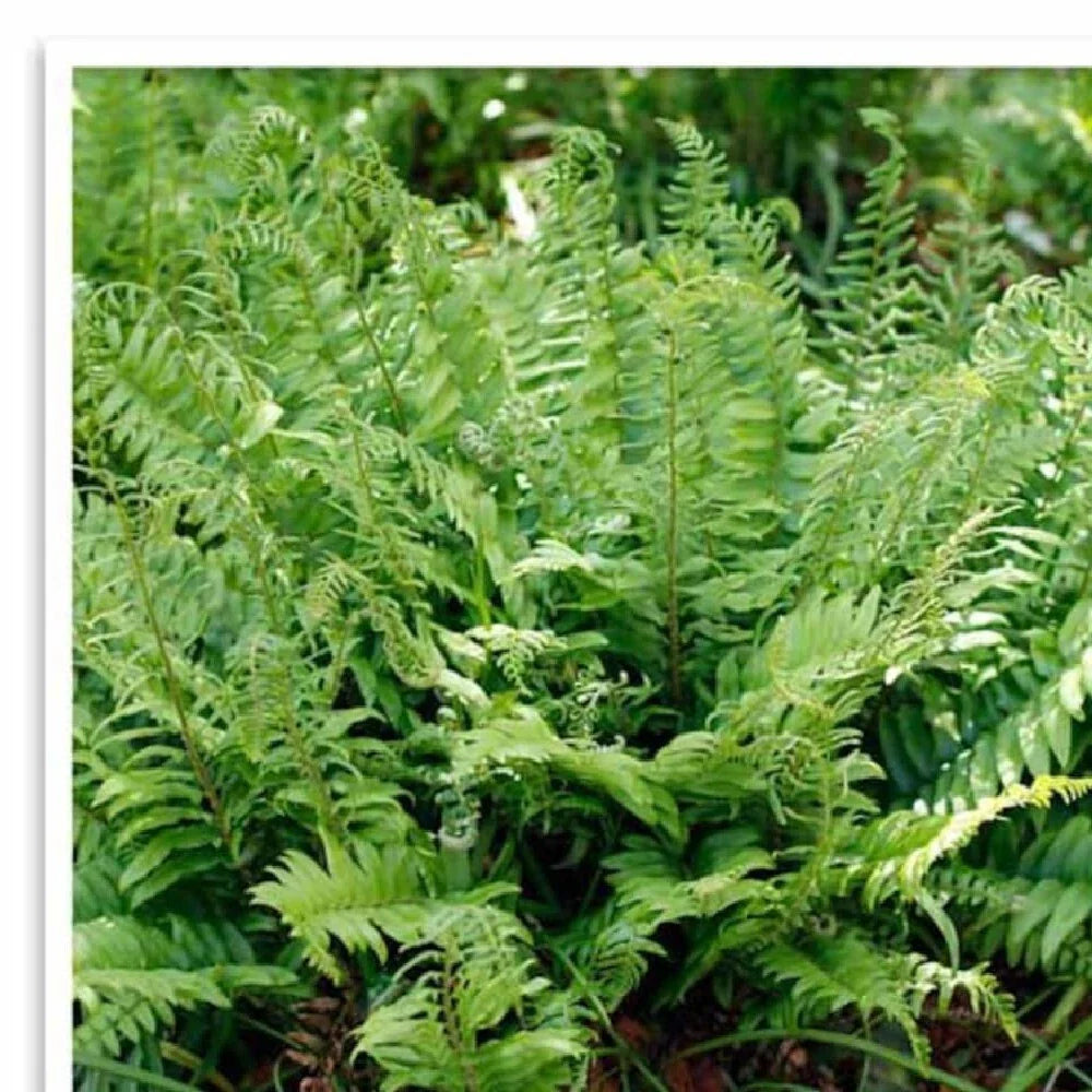 Polystichum Acrostichoides Fern | 20 Bare Root Evergreen Perennial Plant | Christmas Fern