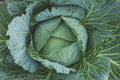 Late Flat Dutch Cabbage Seeds, Heirloom NON-GMO, Cabbage Wraps, Brassica oleracea var. capitata