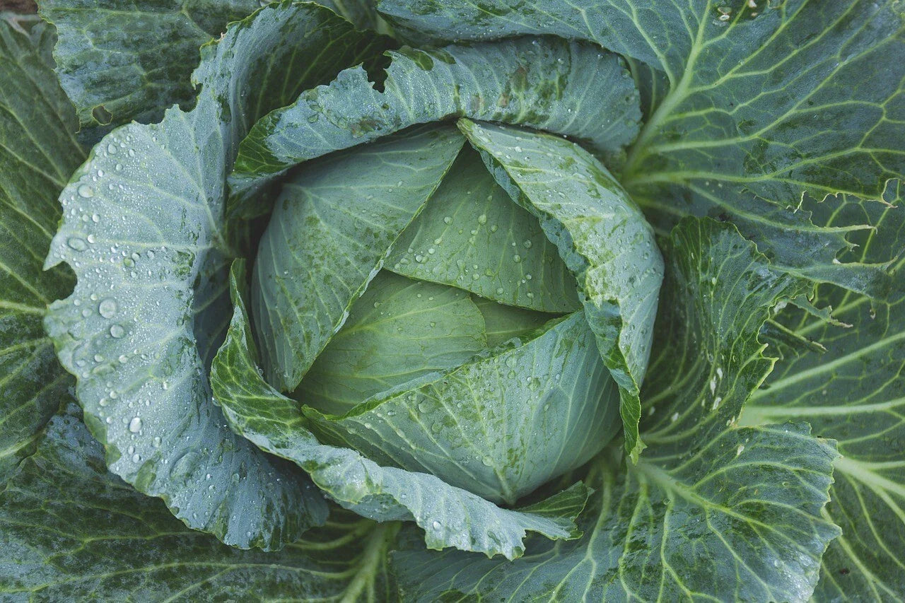 Late Flat Dutch Cabbage Seeds, Heirloom NON-GMO, Cabbage Wraps, Brassica oleracea var. capitata