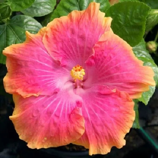 Hibiscus Seeds - 20 Yellow Pink Perennial Flower Seeds - Hibiscus rosa-sinensis