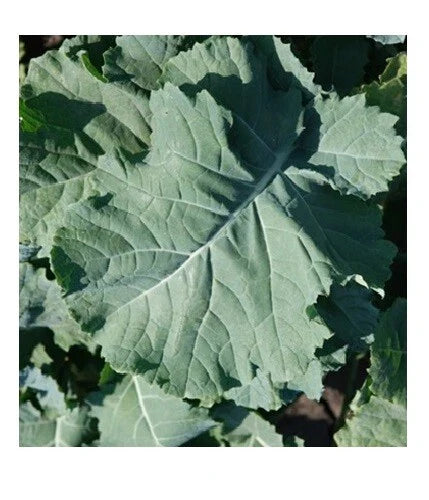 Kale Seeds 1000 Count Heirloom Premier Compact Vigorous Leaves Brassica oleracea