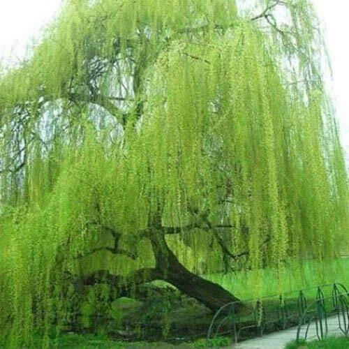 Willow Tree Cuttings - 5 Bright Green Weeping Willow (Salix babylonica) Starter Plants for Growing