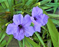 Dwarf Ruellia Plants - Purple Blooming - 5 Pcs Lot - Ruellia makoyana