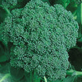 Organic Calabrese Broccoli Seeds | NON-GMO Heirloom Seeds | Fresh Vegetable Seeds | Brassica oleracea