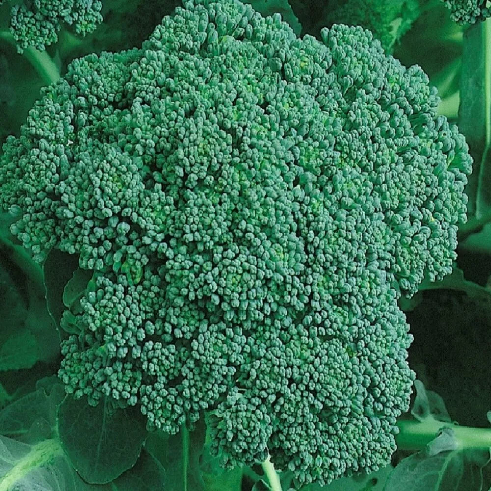 Organic Calabrese Broccoli Seeds | NON-GMO Heirloom Seeds | Fresh Vegetable Seeds | Brassica oleracea