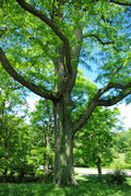 Honey Locust Seeds, 25 Pack, Gleditsia triacanthos, Hardy Tree Seeds for Landscaping and Naturalization