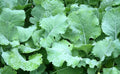 Kale Seeds 300+ Premier Early Hanover Non-GMO Vegetable Seeds - Brassica oleracea