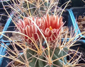 Sclerocactus wrightii Cactus Plant - Triple Heads with Long Hook Spines - Cold Hardy Succulent