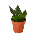 Snake Plant Jade - 4" Pot - Sansevieria trifasciata 'Jade' - Indoor Air Purifying Houseplant
