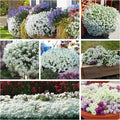 250 White Alyssum Clover Seeds | Ground Cover Carpet | Snow White Thyme (Thymus serpyllum)